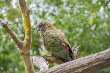 kea