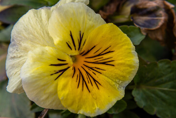 viola lutea- , mountain pansy in grassland, Flower closeup. Bright yellow flower, Natural light.  Close up