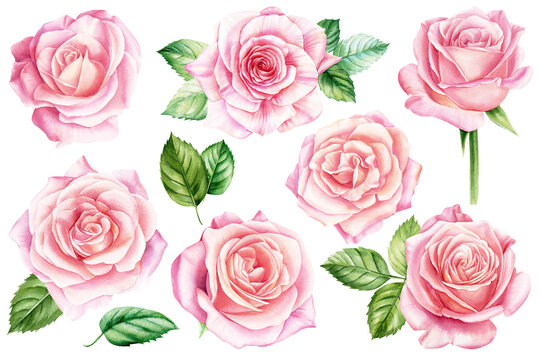Set of roses with leaves isolated on white background. Watercolor illustration. Greeting card design. 