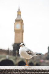 Seagull standing in front of Big Ben in London United Kingdom
