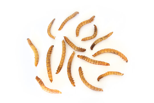 Whole Dried Mealworms or Meal Worms Isolated on White