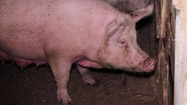Adult, fat, dirty pig on a farm indoors. Breeding pigs for meat, pig breeding. Industrial animal husbandry.