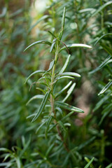 Thyme closeup