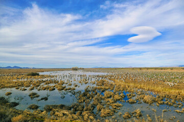 Thousands of Sandhill cranes (Grus canadensis) gather each winter in Whitewater Draw, in the...