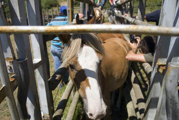 Closeup of the horse passing through the metal fence at Rapa das Bestas. Galicia, Spain.