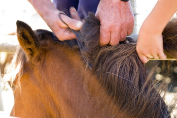 Closeup of the man cutting the horse mane. Rapa das Bestas. Galicia, Spain.