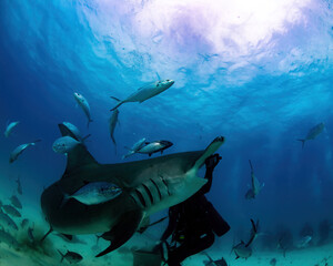 shark and diver