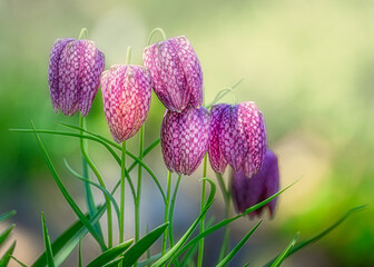 Schachbrettblume