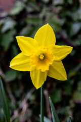 A close up of a vibrant daffodil flower, with a shallow depth of field