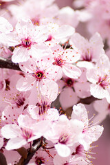 spring pink cherry blossom (prunus cerasifera)
