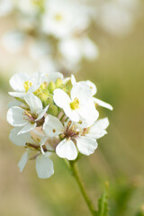 Naklejka na ściany i meble spring white flower (diplotaxis erucoides)