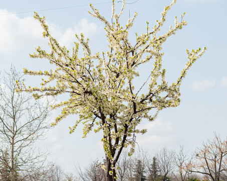 spring white flower (diplotaxis erucoides)