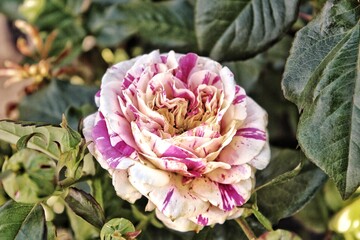 close up of pink hydrangea