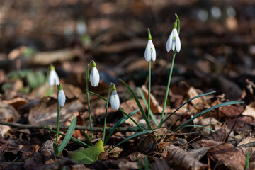 A group of spring flowers snowdrop in the forest environment - first sign of spring