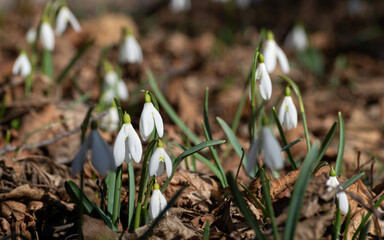 A group of spring flowers snowdrop in the forest environment - first sign of spring