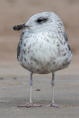 Seagull close-up
