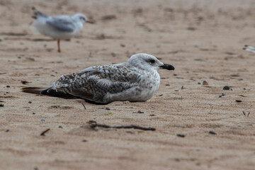 Seagull on the beach