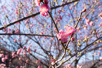 red plum blossom against blue sky