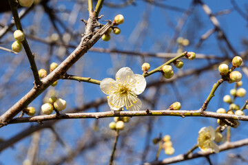 white plum blossom against blue sky