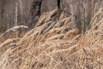 Fototapeta premium Tall grass waving in the wind during sunny day - countryside landscape