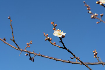 white plum blossom against blue sky