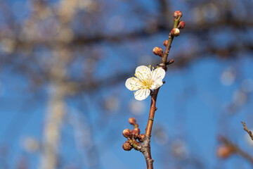 white plum blossom against blue sky