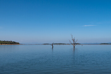 Flooded tree in water. Ecology. Laos