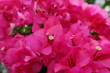 Close up of Bougainvillea spectabilis flowers