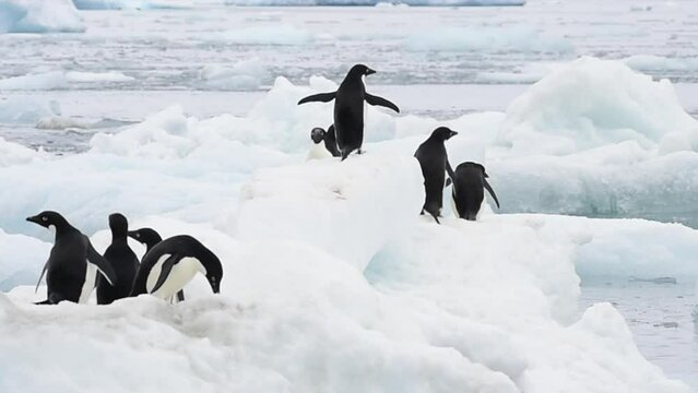 Adelie Penguins walk on ice along beach