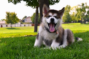 Happy puppy in the grass