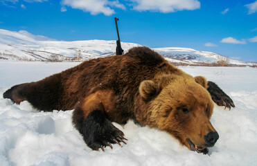 Legal trophy of brown bear with gun in the snow after traditional spring hunt.