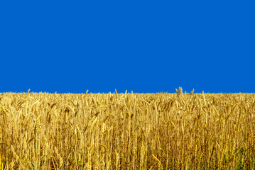 Yellow wheat field on blue sky, colors which inspired the flag of Ukraine, symbols of peace and...