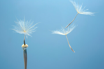 Obraz premium Dandelion seeds flying next to a flower on a blue background. botany and the nature of flowers