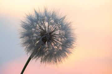 Dandelion silhouetted against the sunset sky. Nature and botany of flowers