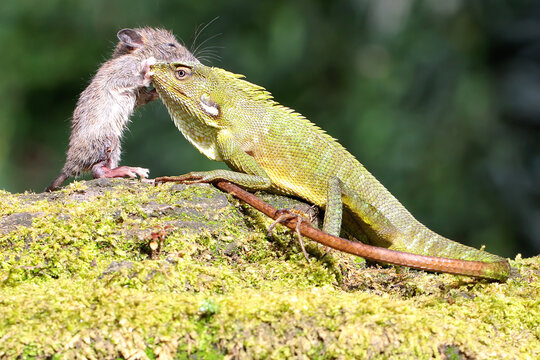 A green crested lizard showed a threatening attitude when a rat entered its territory. This reptile has the scientific name Bronchocela jubata. 