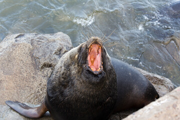 Close view of sea lion with open mounth