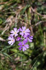 View of Arctic alpine primrose