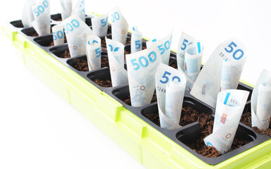 Growing Danish fivehundred kroner money bills in small pots with soil