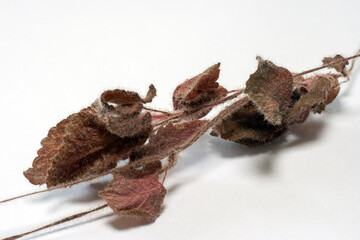 dried leaves from the disease