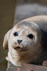 seal in the sun 