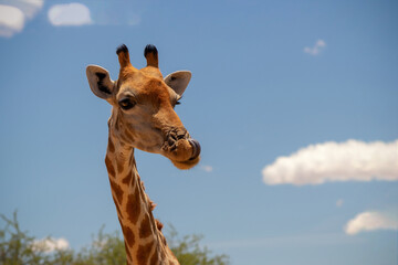 Wild animal. Close up of large common  Namibian giraffe on the summer blue sky.