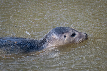 seal in water