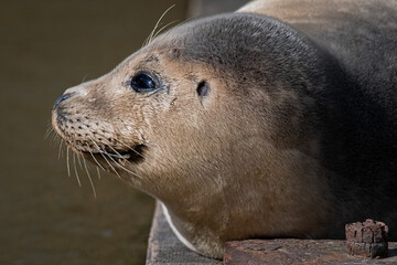 Naklejka premium seal in the sun 