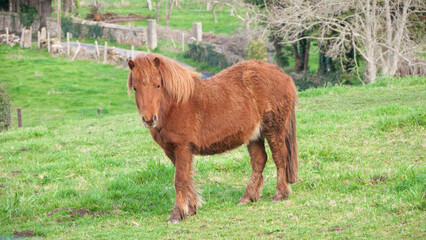 Poni marrón en pradera de hierba verde