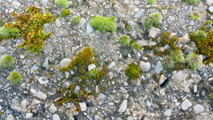 Manchas de musgo sobre superficie de hormig&oacute;n y piedras