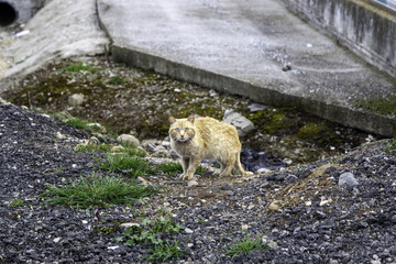 Street abandoned cats