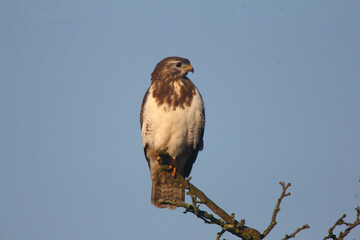 Mäusebussard