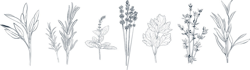 Hand drawn vector illustration of different culinary herbs and spices. Rosemary, thyme, lavender, basil, tarragon etc