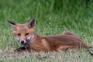 red fox cub