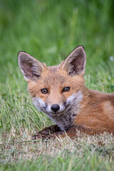 red fox cub